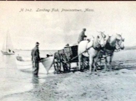Loading Fish at the tip of Cape Cod in Provincetown