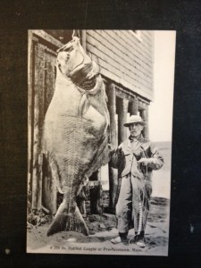 A 270 lb. Halibut caught in Provincetown, Massachusetts.
