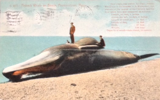 Finback Whale on Provincetown beach one of the largest ever taken.